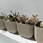 Daire Cozy And Traditional - Ec *